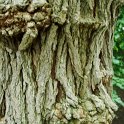 Morus alba ecorce